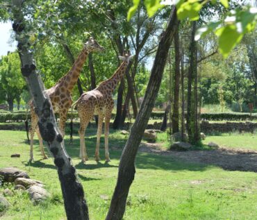 حديقة الحيوانات بورصا